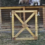 Nigerian Dwarf goats beside their wooden shelter at Buck N Does Farm