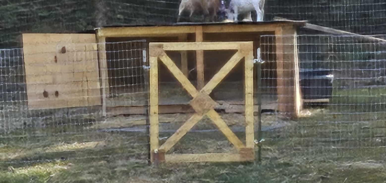 Nigerian Dwarf goats beside their wooden shelter at Buck N Does Farm