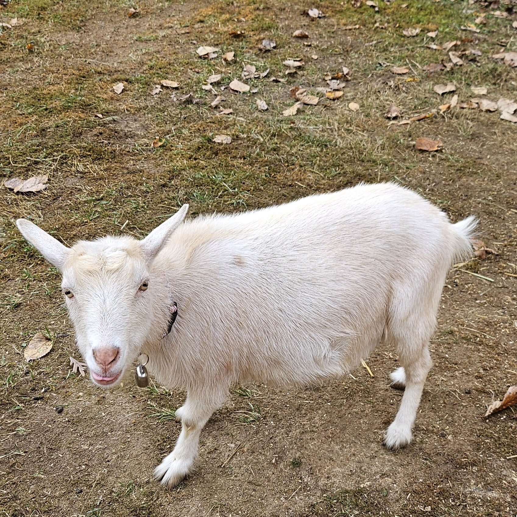 White Nigerian Dwarf goat Keepsake at Buck N Does Farm