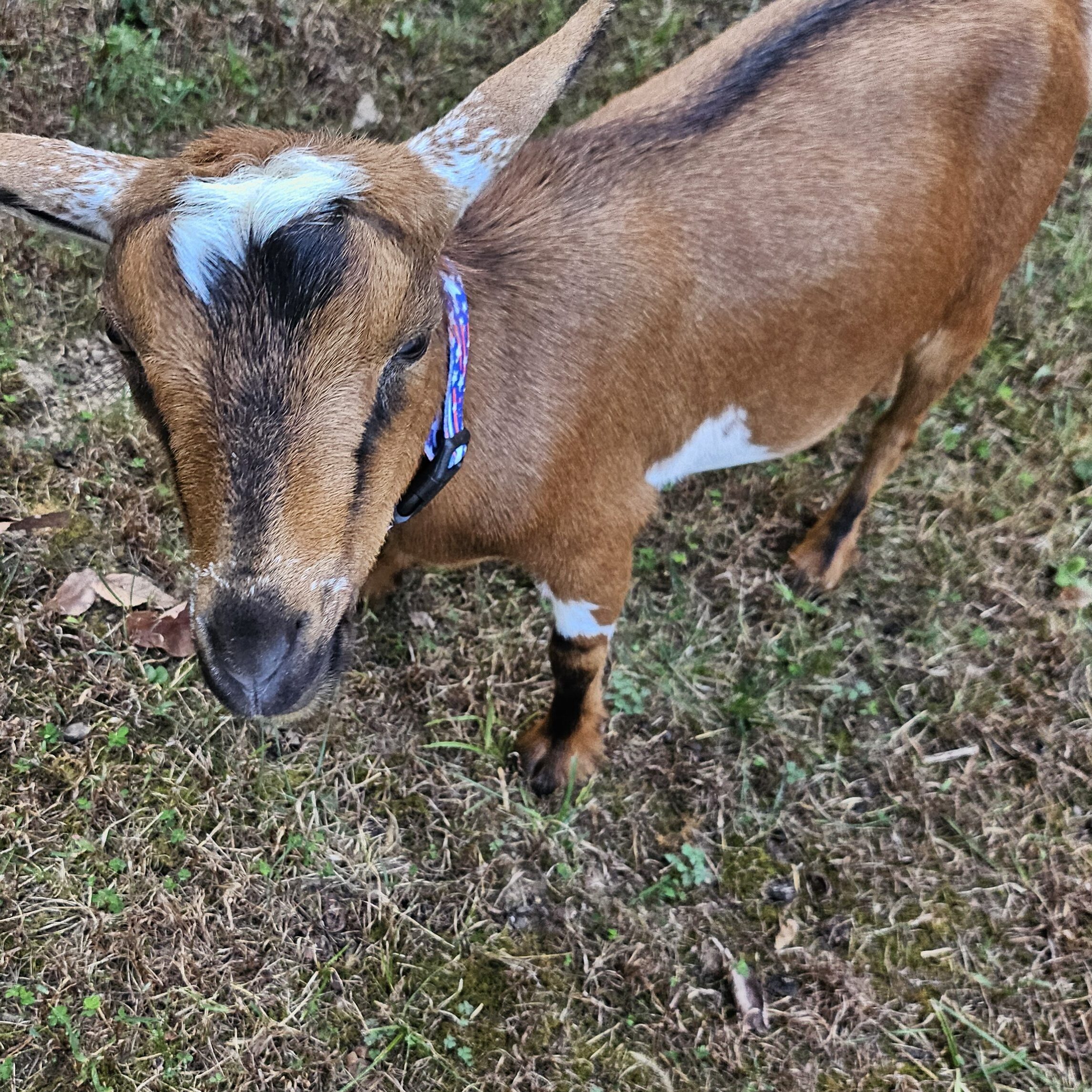 Brown Nigerian Dwarf goat Vivian at Buck N Does Farm