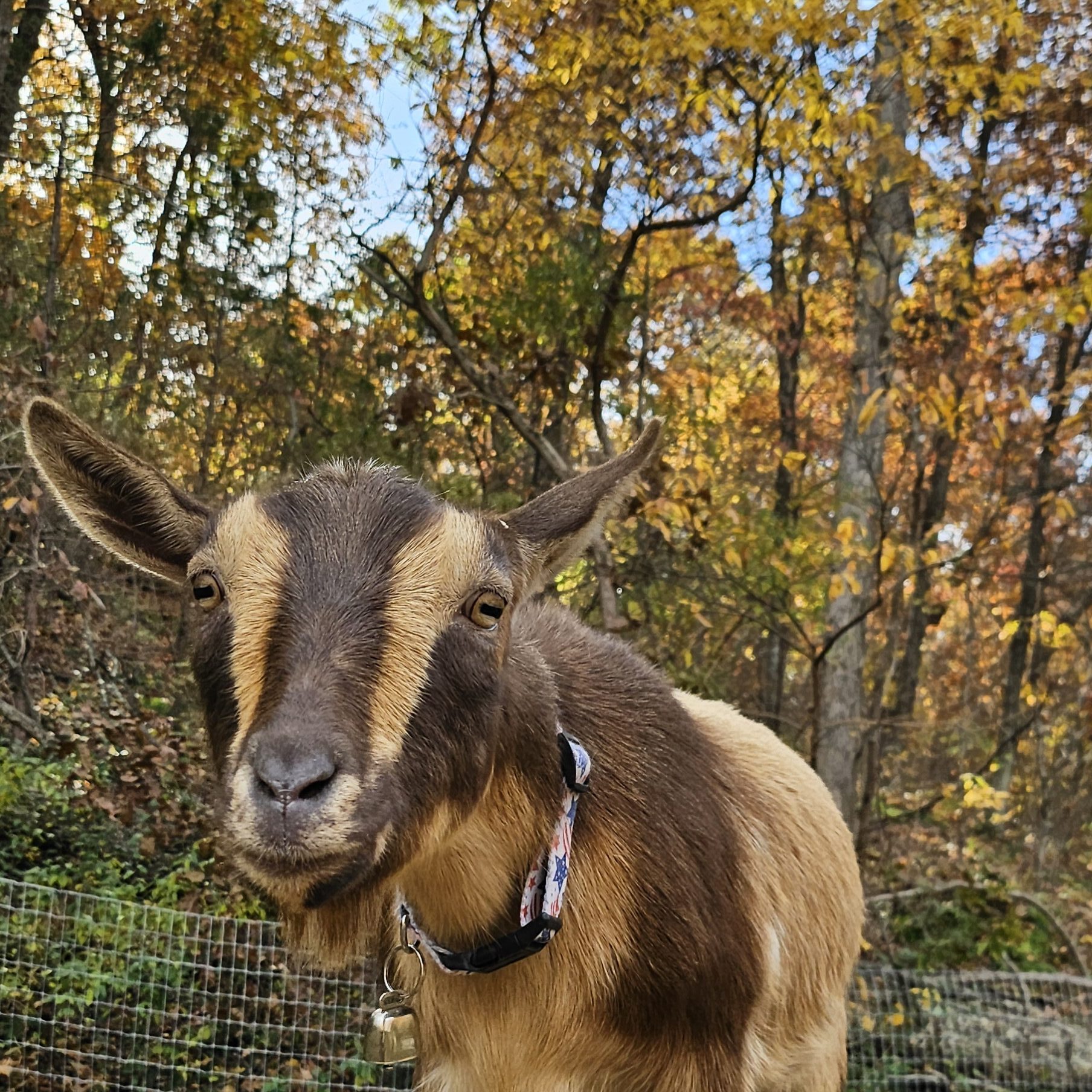 Brown Nigerian Dwarf goat Bambi standing on a goat house at Buck N Does Farm