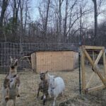 Nigerian Dwarf goats at Buck N Does Farm