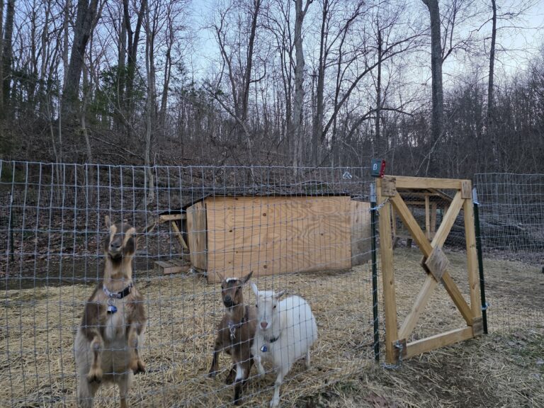 Nigerian Dwarf goats at Buck N Does Farm